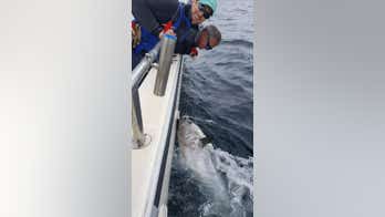 Fishermen catch bluefin tuna worth up to $120G, release it back into ocean