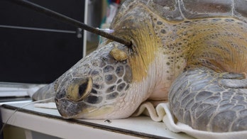 Endangered sea turtle recovering in Florida after being shot in neck with spear