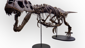 Victoria, second-most complete Tyrannosaurus rex skeleton, set to go on display