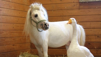 Rescued 'inseparable' mini horse and goose get adopted together
