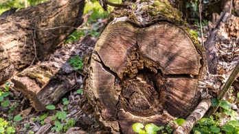 Minnesota man contracts rare fungal infection that killed his dog last year