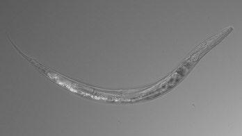 Worm with three sexes that carries its offspring like a kangaroo discovered