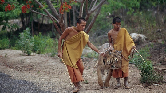 86 tigers rescued from infamous temple in Thailand have died, local media report