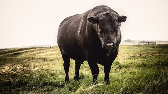 Fire at Australia lab causes 100 containers of cattle semen worth thousands to explode