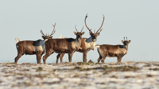 Reindeer accident hospitalizes 12 Finnish soldiers in Lapland