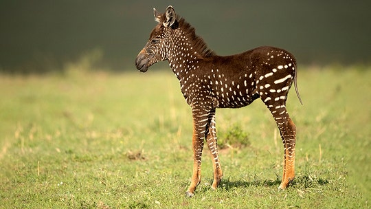 Rare polka-dotted baby zebra discovered in Kenya, incredible photos show