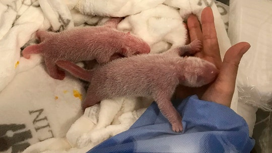 Adorable pink panda cubs born at Berlin Zoo