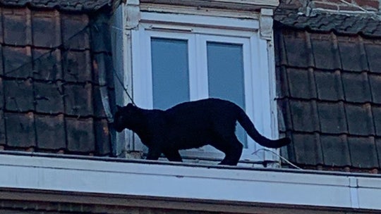 Domesticated black panther spotted prowling along window ledges in French town