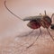 Scientists test new malaria vaccine with box full of mosquitoes: 'Whole forearm swelled'