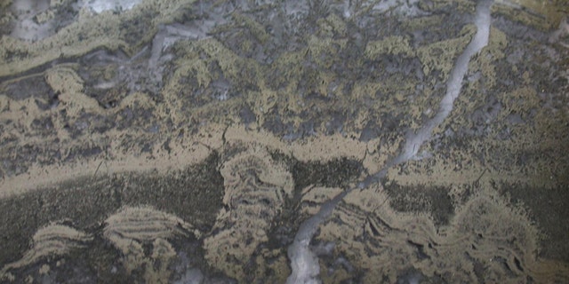 Photomicrograph of pyrite stromatolites from the 3.5 - year - old Dresser Formation. The stromatolites are delimited by pyrite, also called mad gold. (Credit: UNSW Sydney)