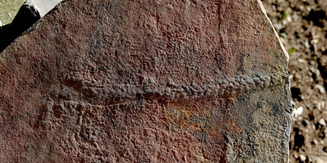 A fossilized trail of the animal Yilingia spiciformis, dating back 550 million years. (Credit: Virginia Tech College of Science)