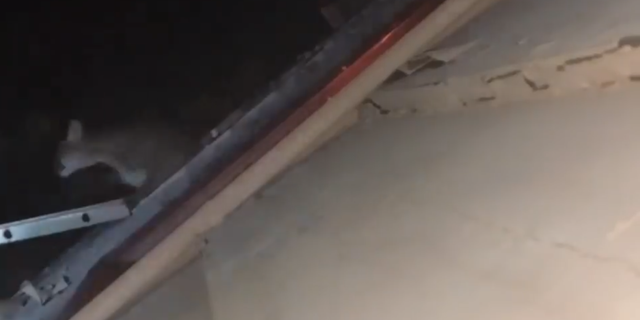 Deputies and wildlife officials were able to coax the mountain lion out of the second-floor bathroom window.