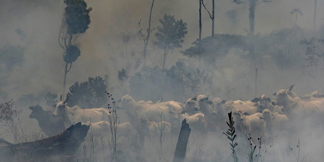 A herd of cattle stand in the midst of smoke from the fires at the Nova Fronteira region in Novo Progresso, Brazil, Tuesday, Sept. 3, 2019.