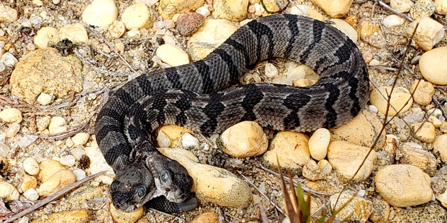 A newborn two-headed timber rattlesnake was found in New Jersey's Pine Barren.