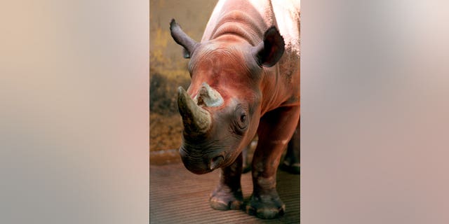 Spike, a rare black rhino -- not the one shot in Africa -- is shown at the Cleveland Metroparks Zoo in Cleveland, Ohio in 1997.