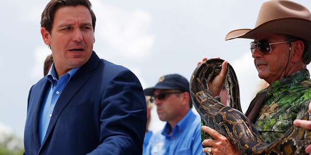 Florida Gov. Ron DeSantis, left, announced last month a significant increase in resources to combat the invasive species. (AP Photo/Wilfredo Lee)