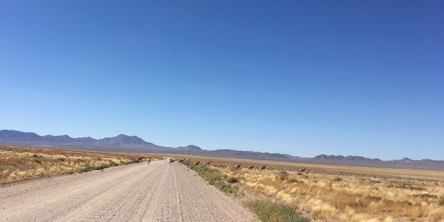 A herd of antelope can be seen crossing the roadway to the "back gate" of Area 51.