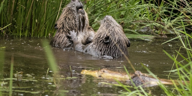 BeaverBattle.jpg