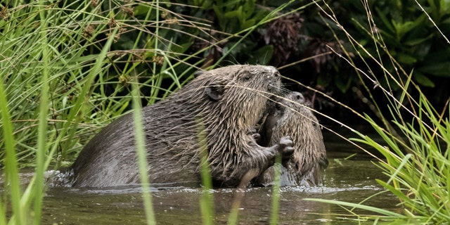 The beavers were spotted in August. (SWNS)