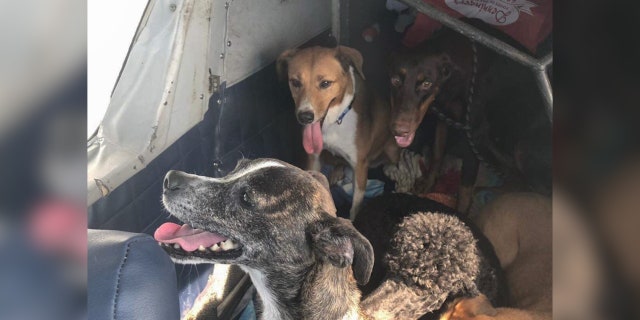 The Humane Society of the Grand Bahamas reported having almost 200 dogs when the hurricane hit. The storm killed over half of them.