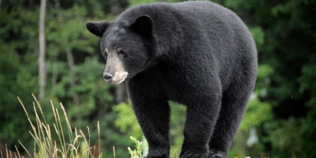 A black bear in the wilderness.