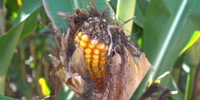Nebraska is known as the "Cornhusker State" and is the third-largest corn-producing state in the United States. PHOTO|MITTI HICKS FOX NEWS