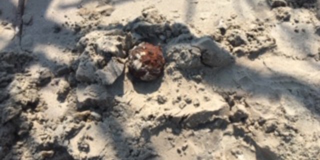 The cannonballs were found in the aftermath of Hurricane Dorian.
