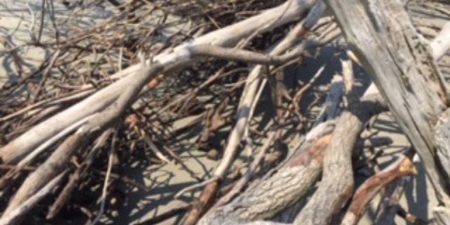 The cannonballs were spotted by seashell hunters. (Rocky Burke, deputy director of public safety, City of Folly Beach)