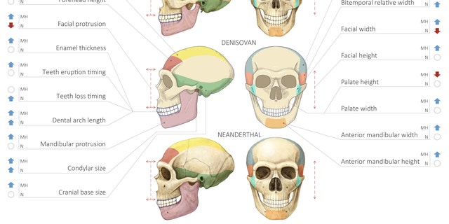 Comparison of modern human, Denisovan and Neanderthal skulls. (Maayan Harel)