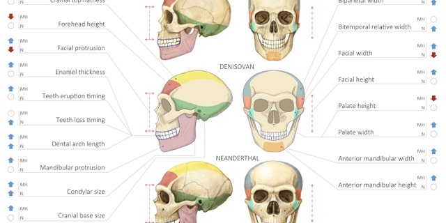 Comparison of modern human, Denisovan and Neanderthal skulls. (Maayan Harel)