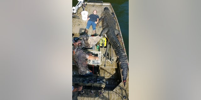 Shelby Snelson measures herself with the monstrous alligator she and her father caught on Sept. 1, pictured.