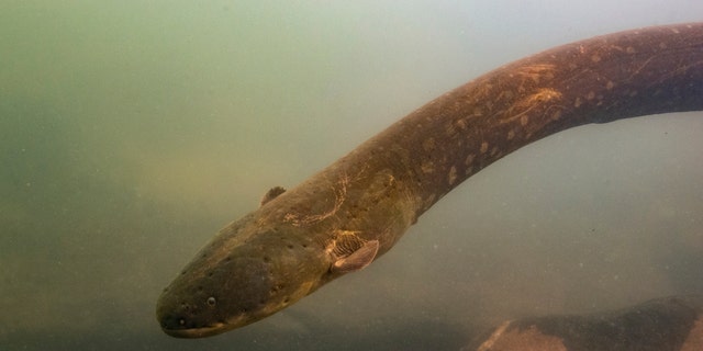 This undated photo provided by researchers in September 2019 shows an Electrophorus voltai, one of the two newly discovered electric eel species, in Brazil's Xingu River.