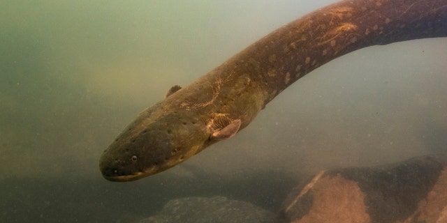 This undated photo provided by researchers in September 2019 shows an Electrophorus voltai, one of the two newly discovered electric eel species, in Brazil's Xingu River.