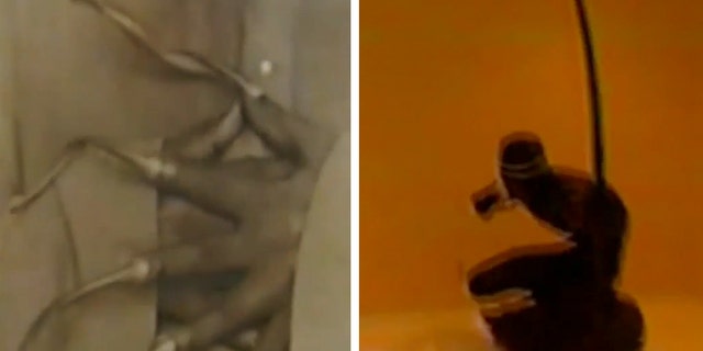 Eccentric paintings and sculptures, one of which appeared to depict a blindfolded figure, were shown in the video.