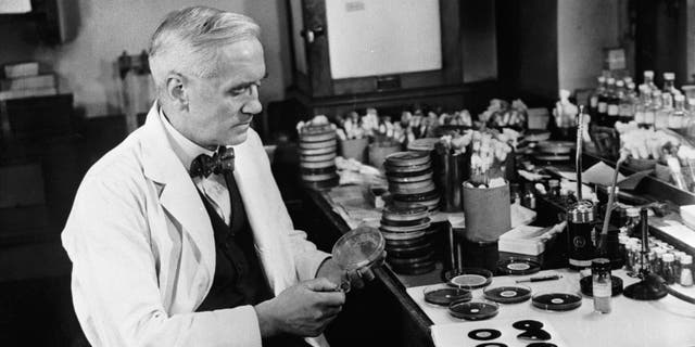 1955: Sir Alexander Fleming (1881 - 1955), discoverer of penicillin, studies mould cultures in his laboratory at the Wright Fleming Institute in London. Fleming also developed a technique of 'painting' pictures with germs, drawing outlines on small pieces of paper, which would grow into a picture as the microbes multiplied. (Photo by Peter Purdy/BIPs/Getty Images)