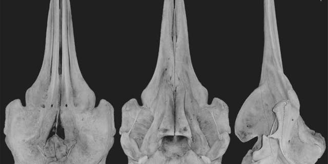 Dorsal, ventral, and lateral views of the <em>Berardius minimus</em> skull (From the left).