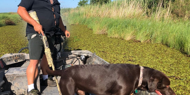 Justin Choate sails through marshland with his chocolate lab, looking for nutira in Pecan Island, La. (Fox News/Charles Watson)