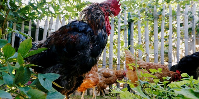 Maurice, the rooster of Corinne Fesseau, whose loud crows landed him in court accused of noise pollution, is pictured in Saint-Pierre-d'Oleron, France, August 31, 2019. REUTERS/Regis Duvignau - RC1B6910ED00