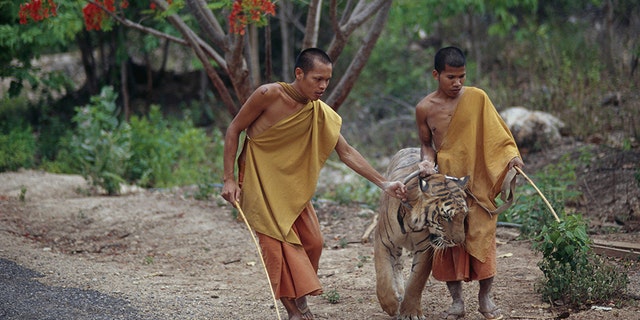 Buddhist monks with a tiger at the tourist attraction.