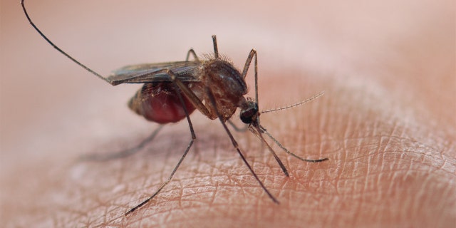 Mosquito biting