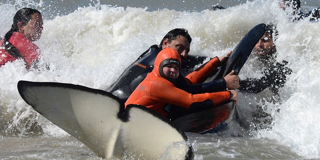 Rescuers and volunteers working to return a killer whale to sea near Mar Chiquita, Argentina.