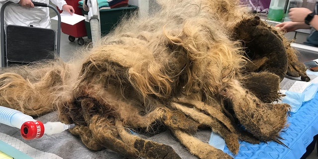 Last Friday, the animal rescue shared the sweet comeback story following “the worst” need for a haircut they’d ever seen to Facebook, where it has since gone viral with over 4,000 likes and more than 1,000 shares.