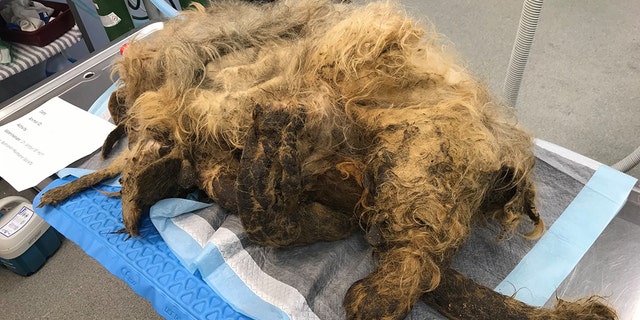 "This is probably the process of over a year of not having access to care," NHS veterinarian Dr. Amber Horn said of the Shih Tzu’s painful state.