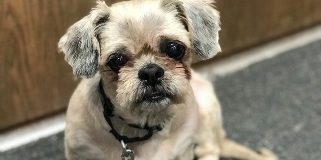“Now she's doing better than ever - she seems like a whole new dog,” the organization said.