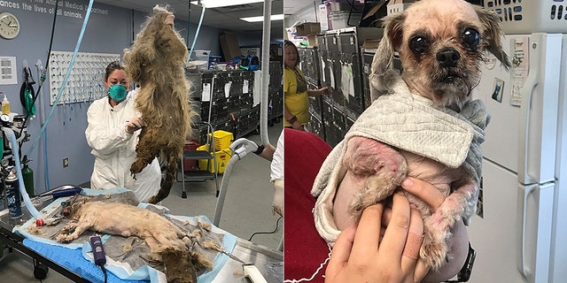 One 9-pound Shih Tzu has had 11 pounds of matted hair removed from her tiny body after being rescued, in one of “the worst” needs for a haircut the shelter had ever seen.