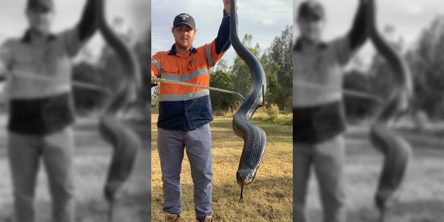 The huge "well fed" snake.