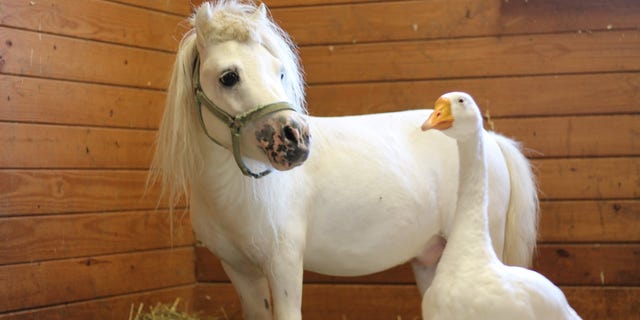 In July, Waffles the mini horse and Hemingway the goose were rescued from a Pennsylvania farm where they lived in “extremely unsanitary” conditions.