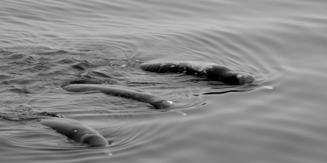 Unidentified beaked whales sighted in Japan's Nemuro Strait.