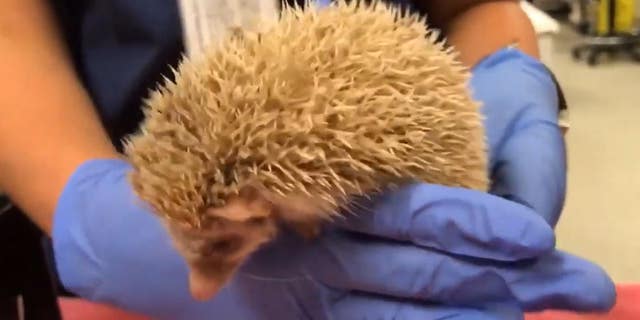 A rare albino hedgehog is seen in this screen grab from Riverside County Animal Services.