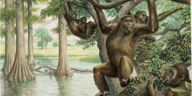 Rudapithecus was pretty apelike and probably moved among branches like apes do now -- holding its body upright and climbing with its arms.